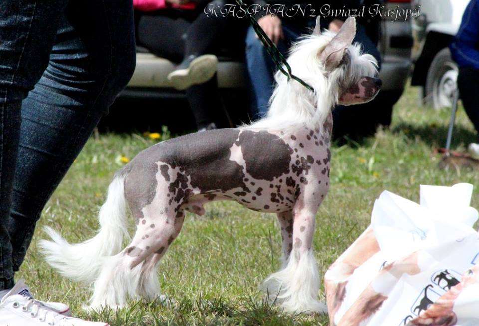 KASPIAN z Gwiazd Kasjopei