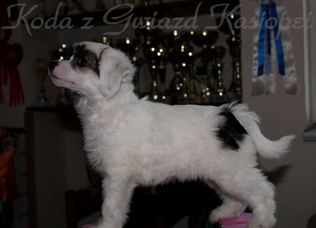 KODA z Gwiazd Kasjopei