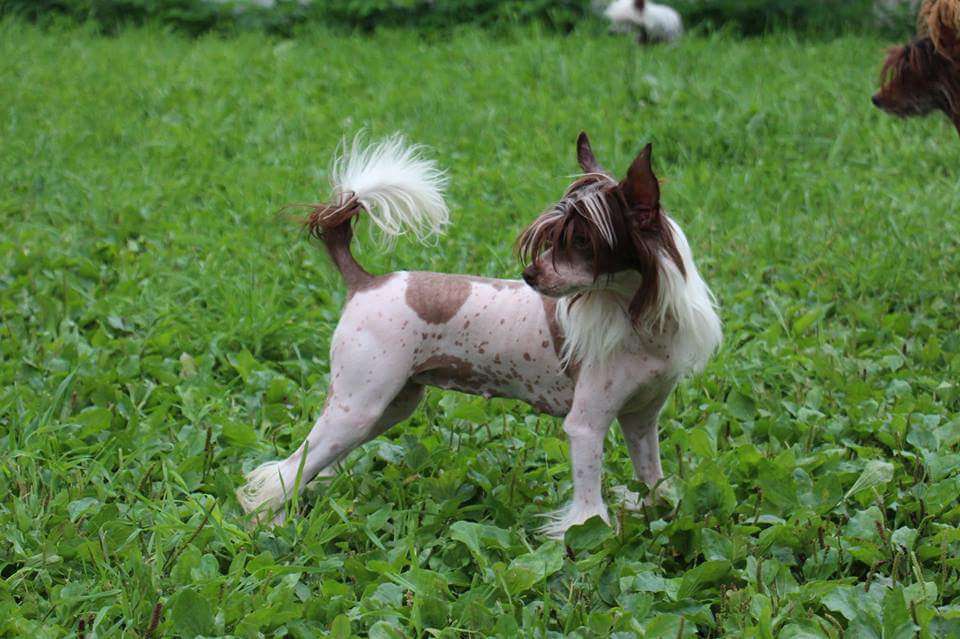 Bella Constanta  Zoey Fortunate