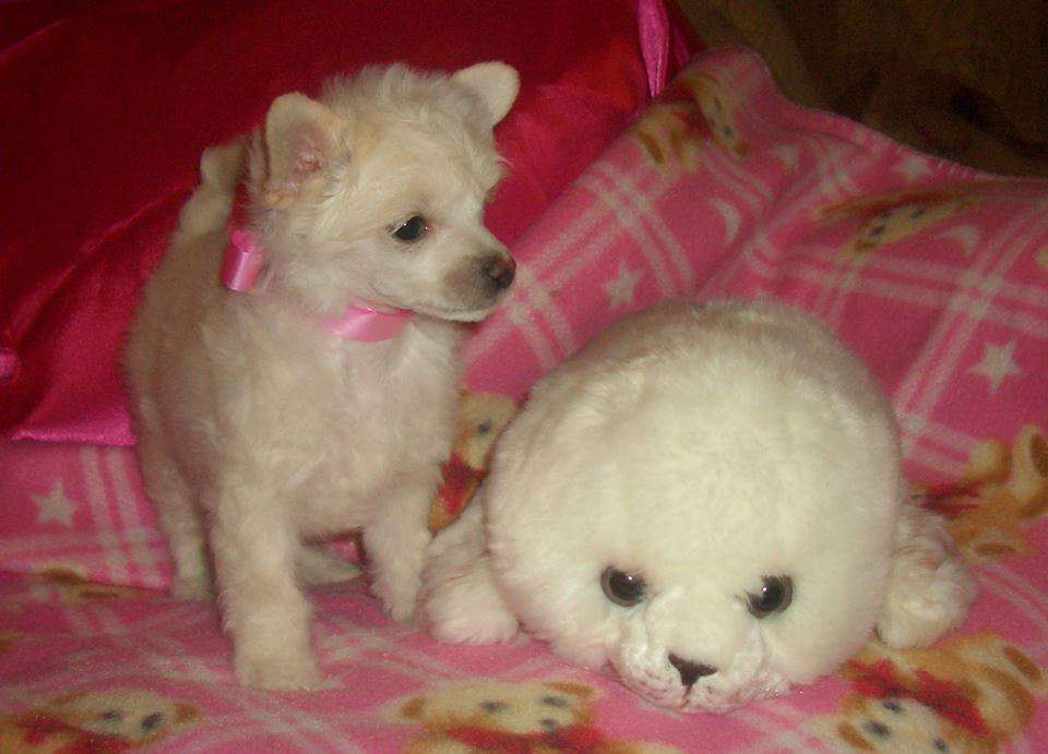 Crested Charm Anabel