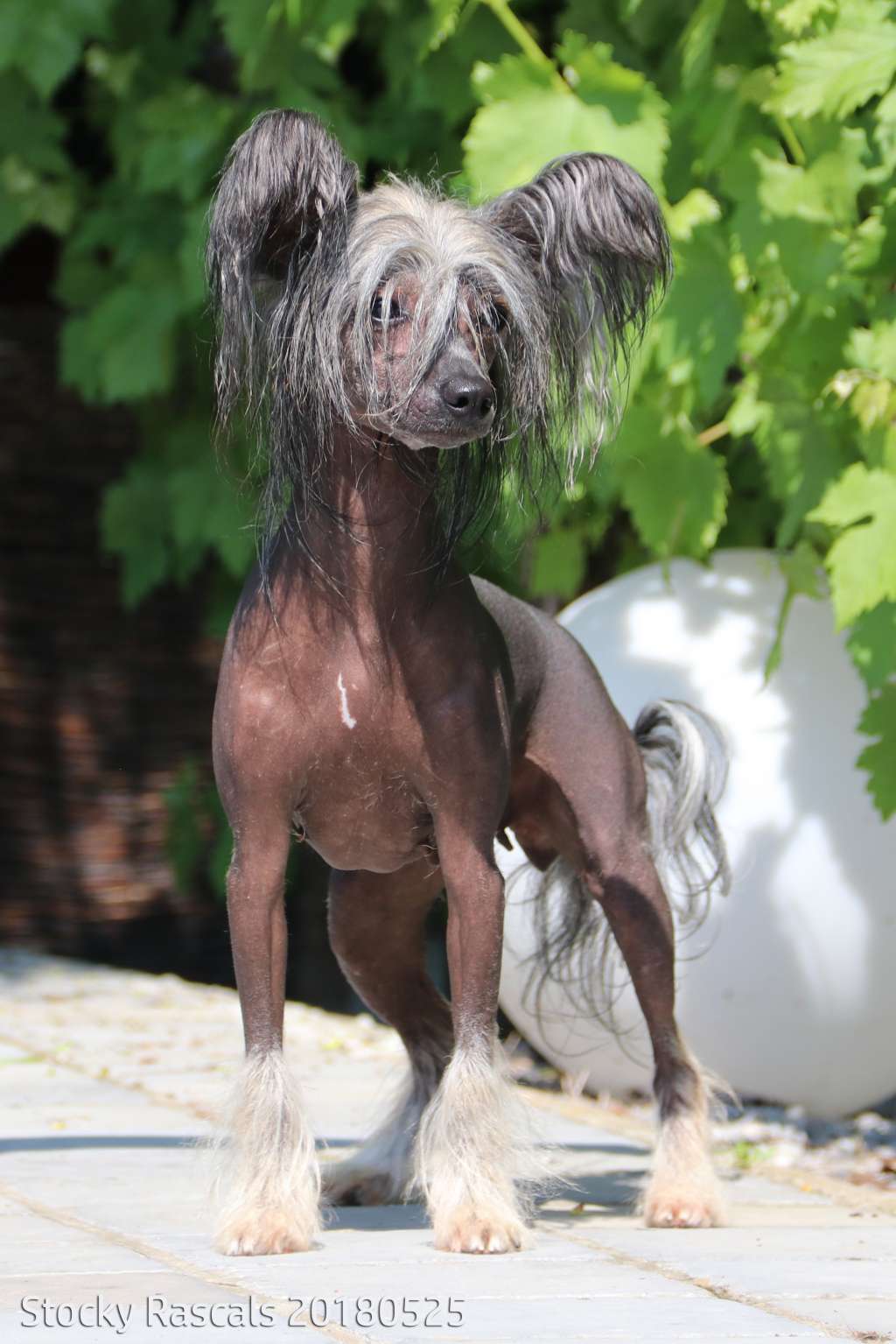 Be.YCh.Sundust Dragons One Cheeky Rascal