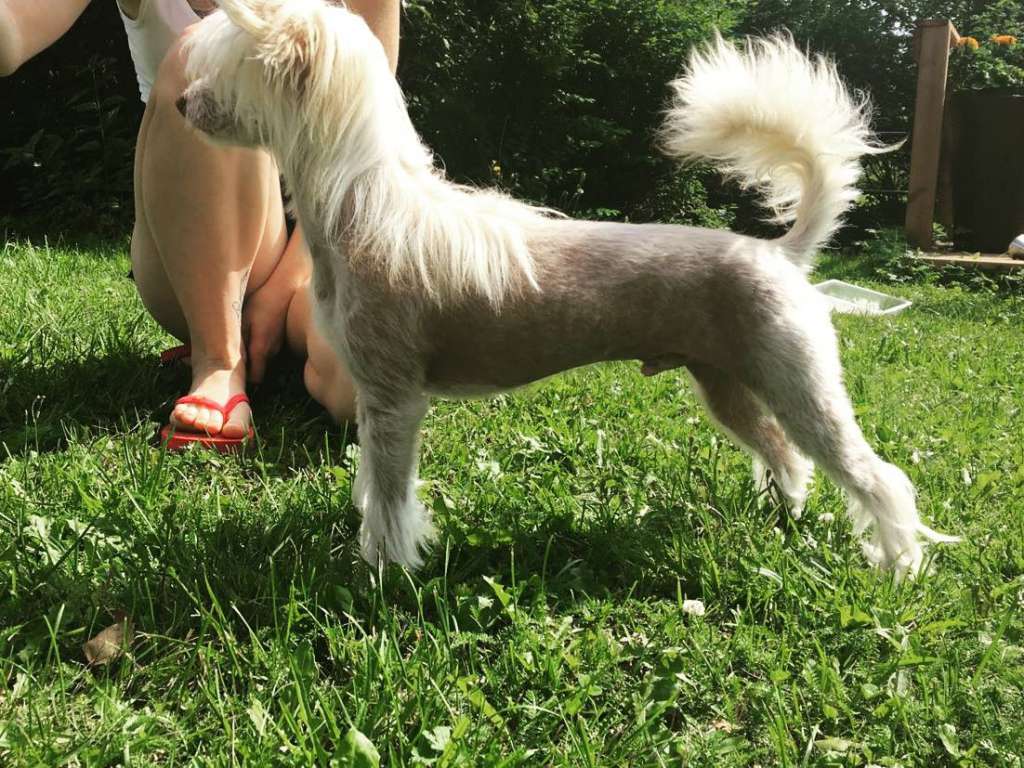 Windy Willow's Hot Chocolate