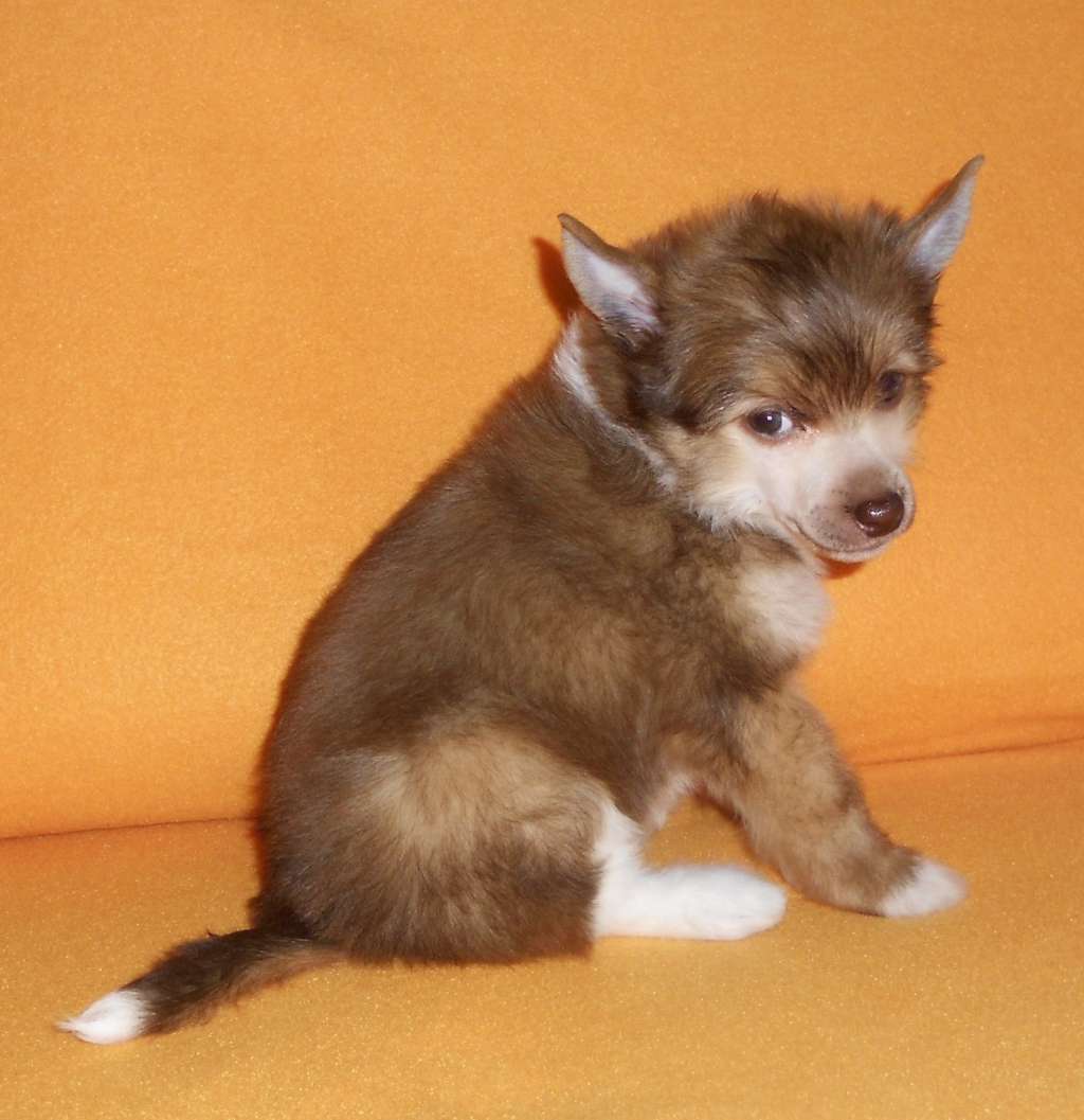 Irvina Vita Gloredel