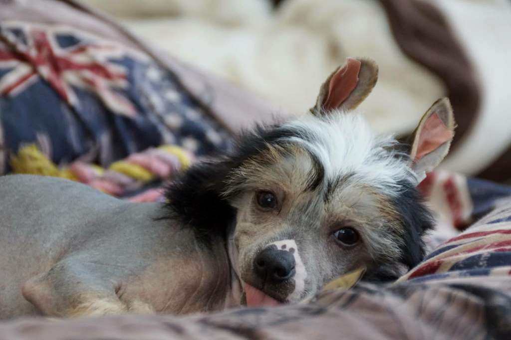 Chichiripa Call Me Love Symbol