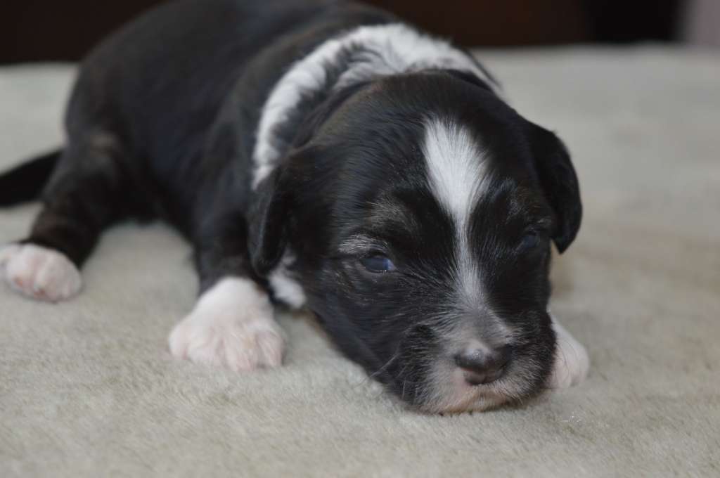 Oisin Kameleondogs