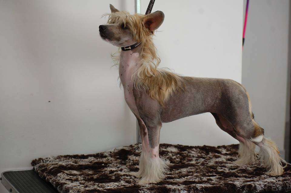 Rouber Balt Shock Wave