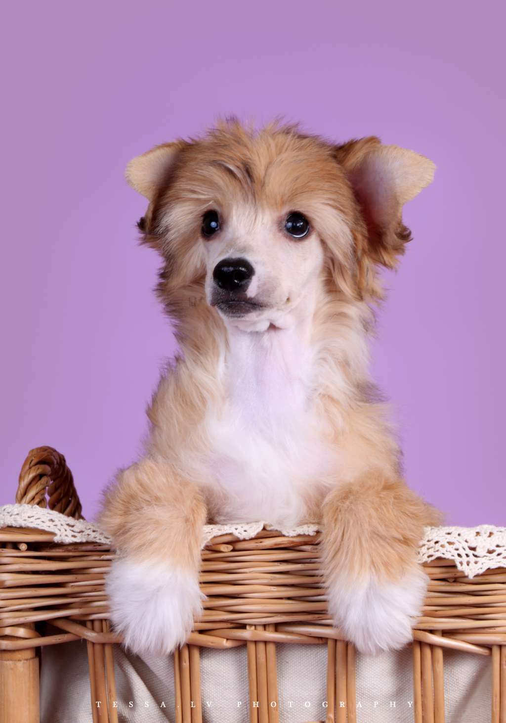 Rouber Balt Shannary