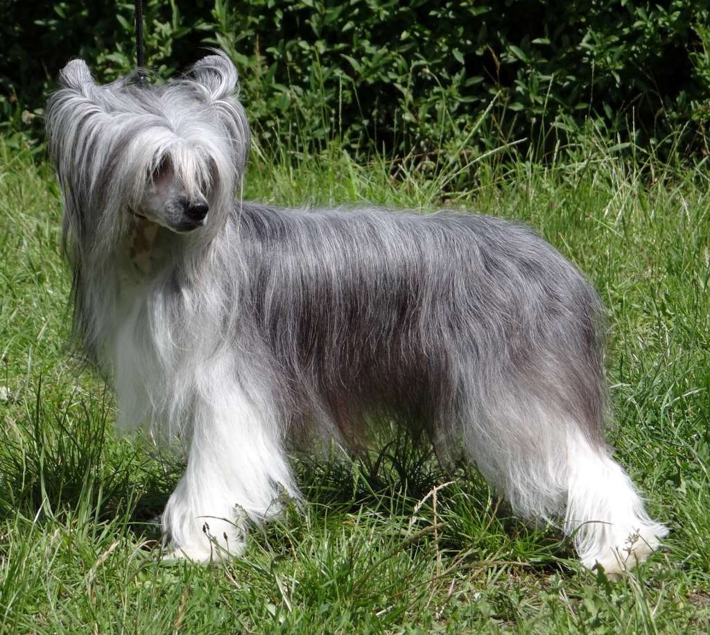 Misty Maise Sasima (fci