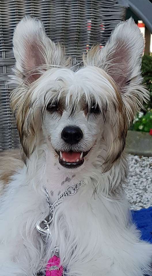 Molly Moo Sasima(fci)