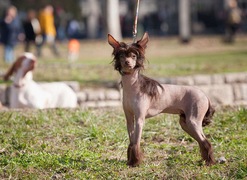 Vernisazh Mari Kimmy