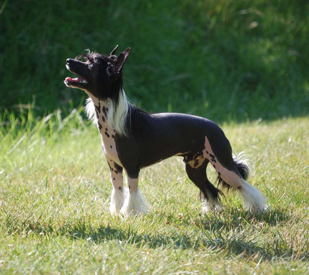 Jericault Kokeshi' c Dogs
