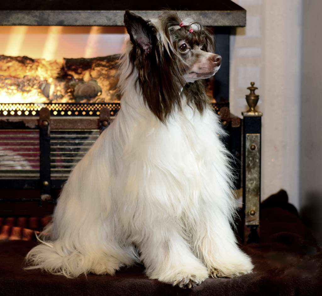 HitLine Ltd Genrieta