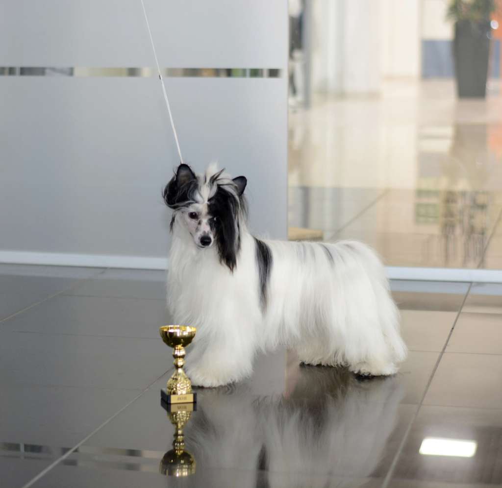 HitLine Ltd Dancing Star