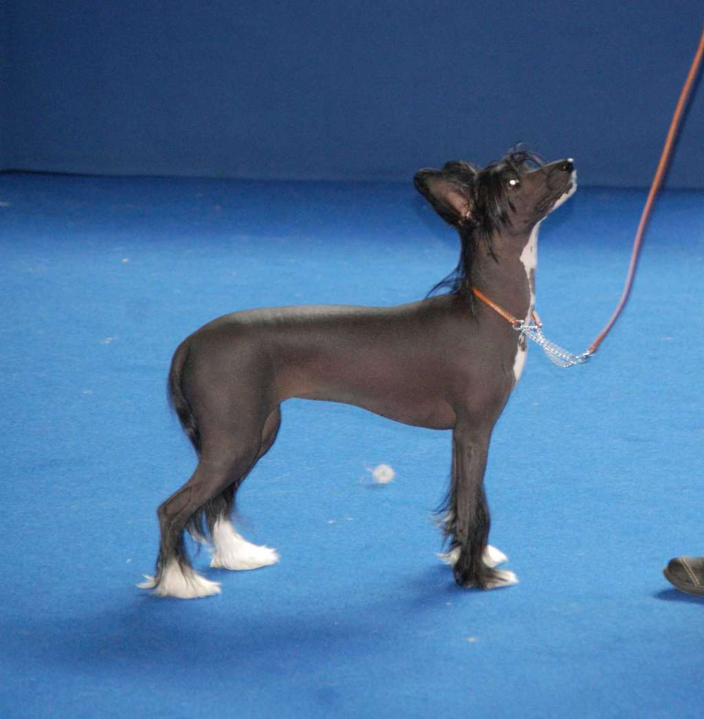 Javanaise Kokeshi'c Dogs