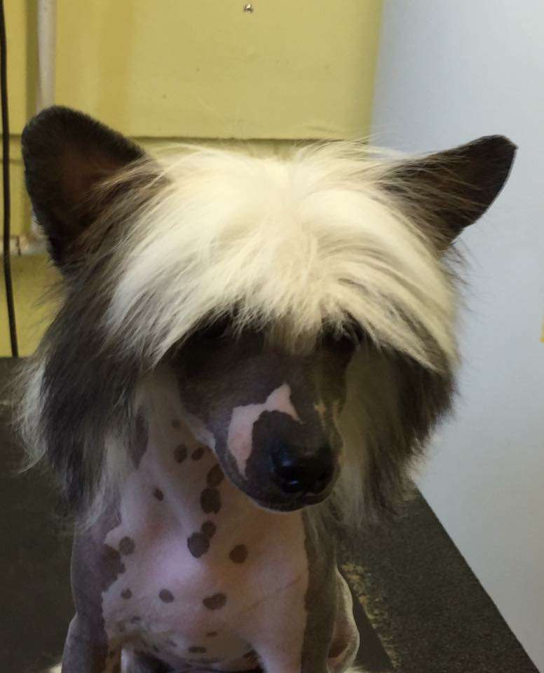 Zhen's Optical Illusion