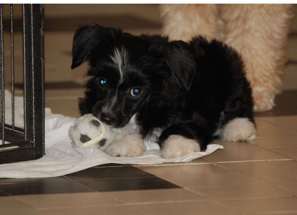 Jazz Danseur Kokeshi' c Dogs