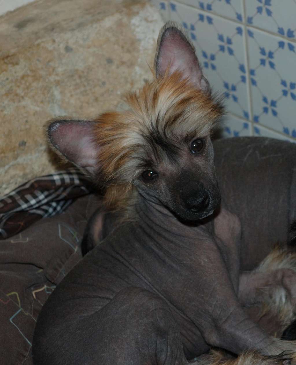 Le Ptit Gibus Kokeshi' c Dogs