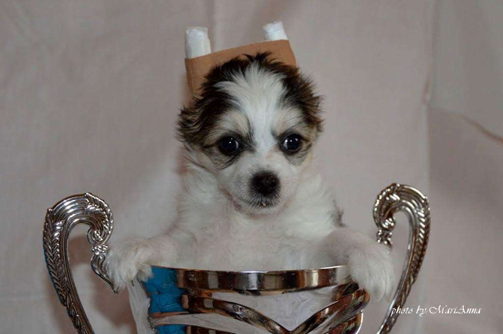 Andrea Gyöngye Aphrodite Aliz