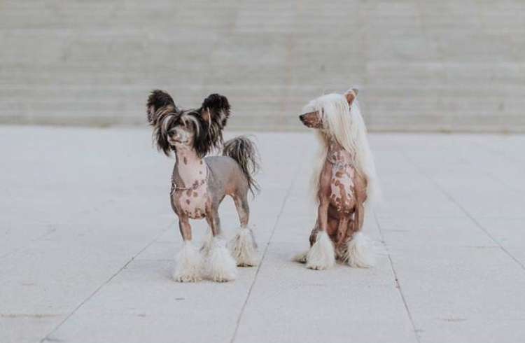 Dahlia from Goldhunter Angel's