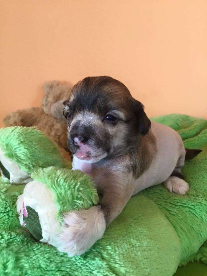 Dafne from Goldhunter Angel's