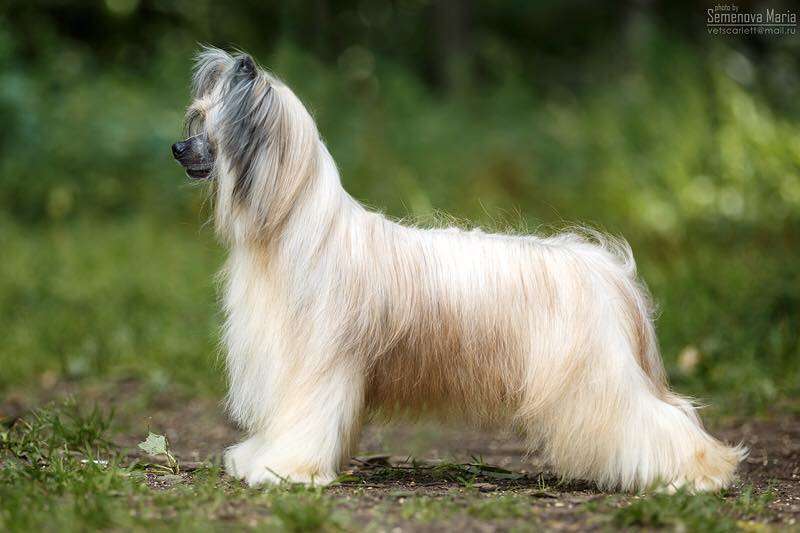 Olegro Katrin Number One