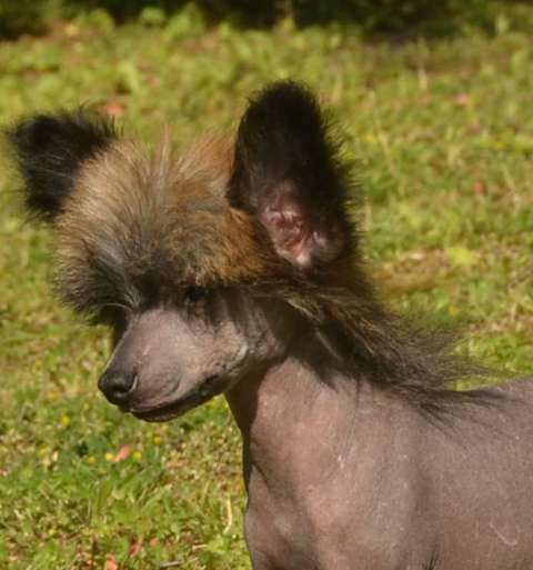 Golden Diamond Cresteds Gustavo