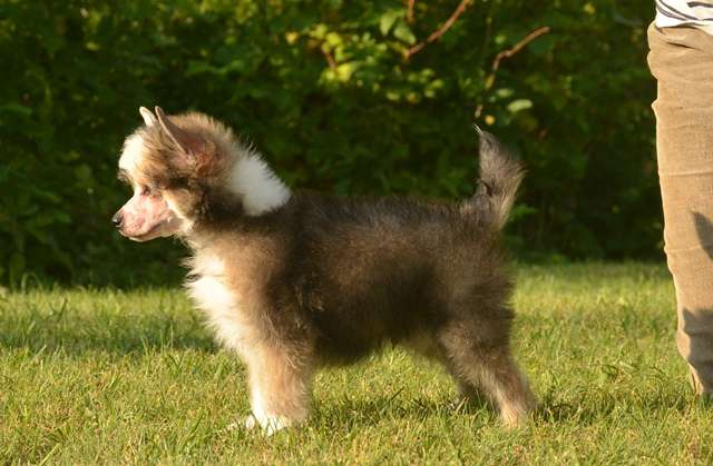 Golden Diamond Cresteds Sherwood