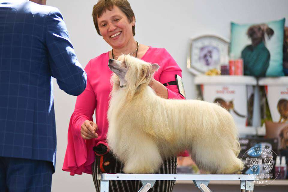 Golden Diamond Cresteds Chapman