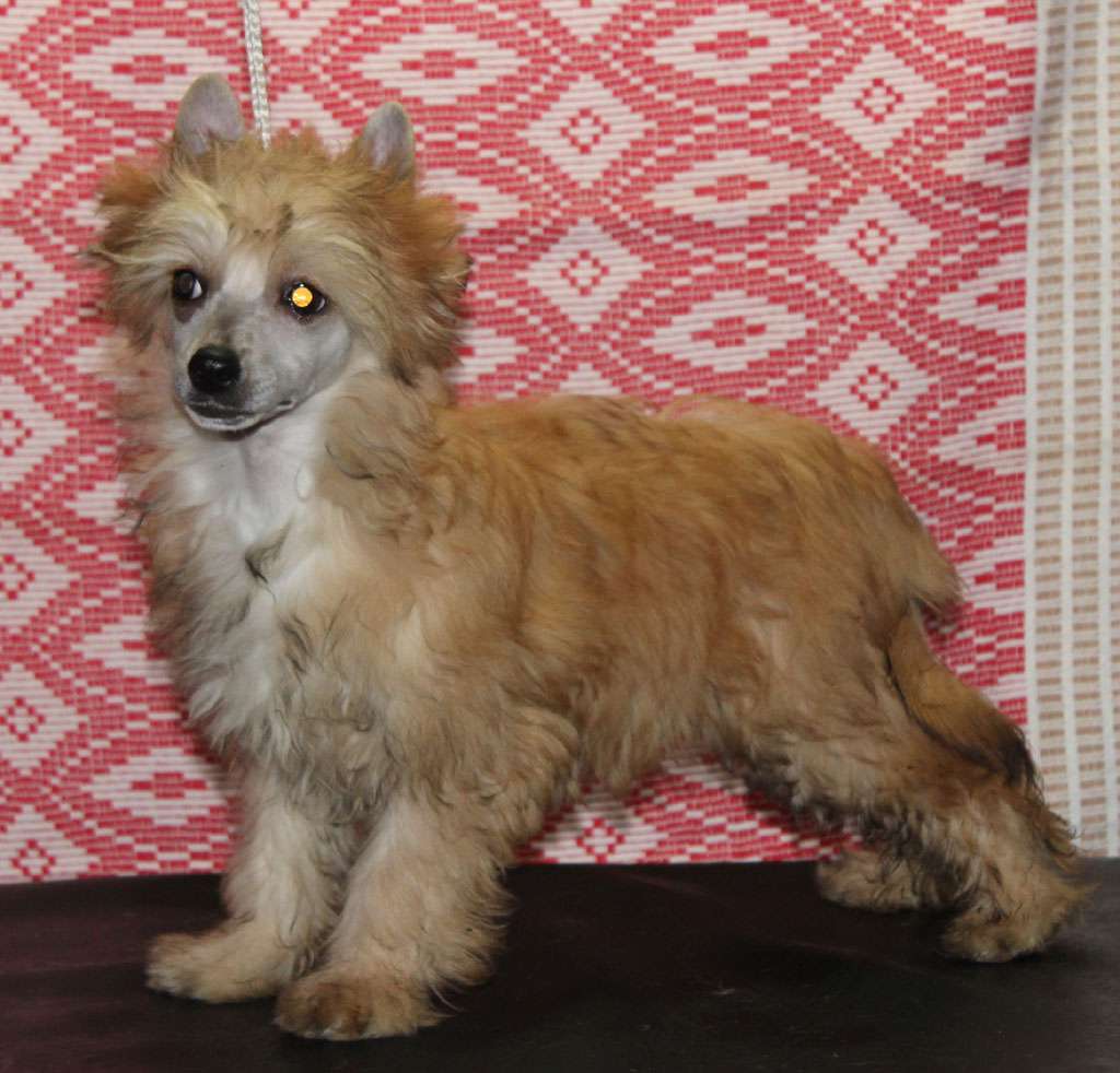 Kinky hair de Almamasan