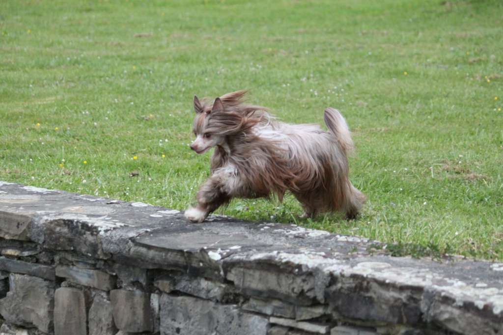 CH .Kate Bos Bohemia