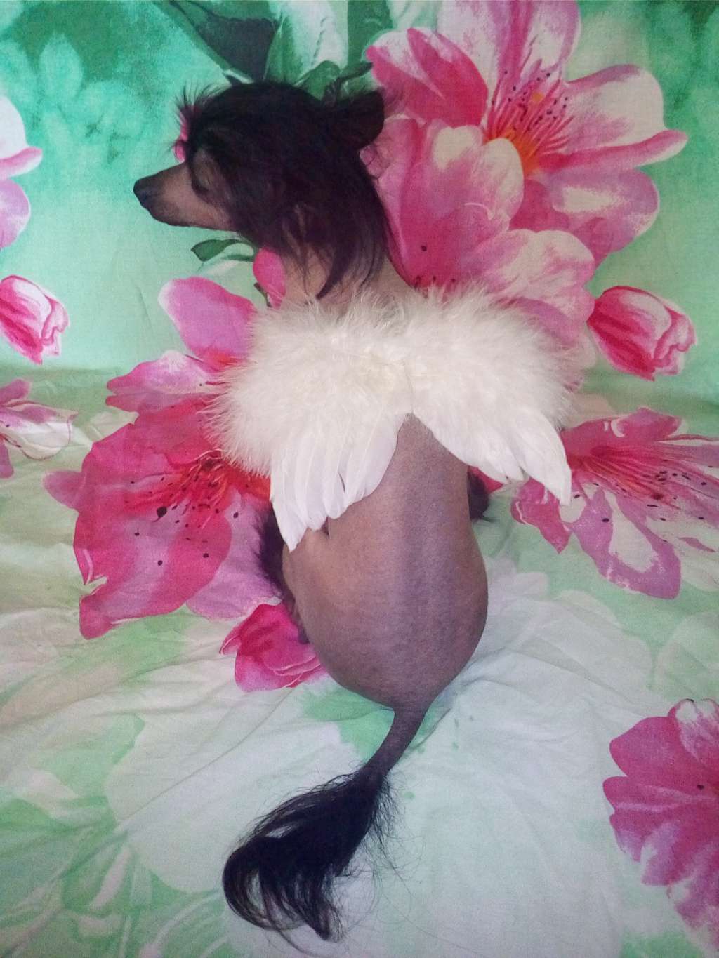 Princess Xi Shi (pra / pll clear)