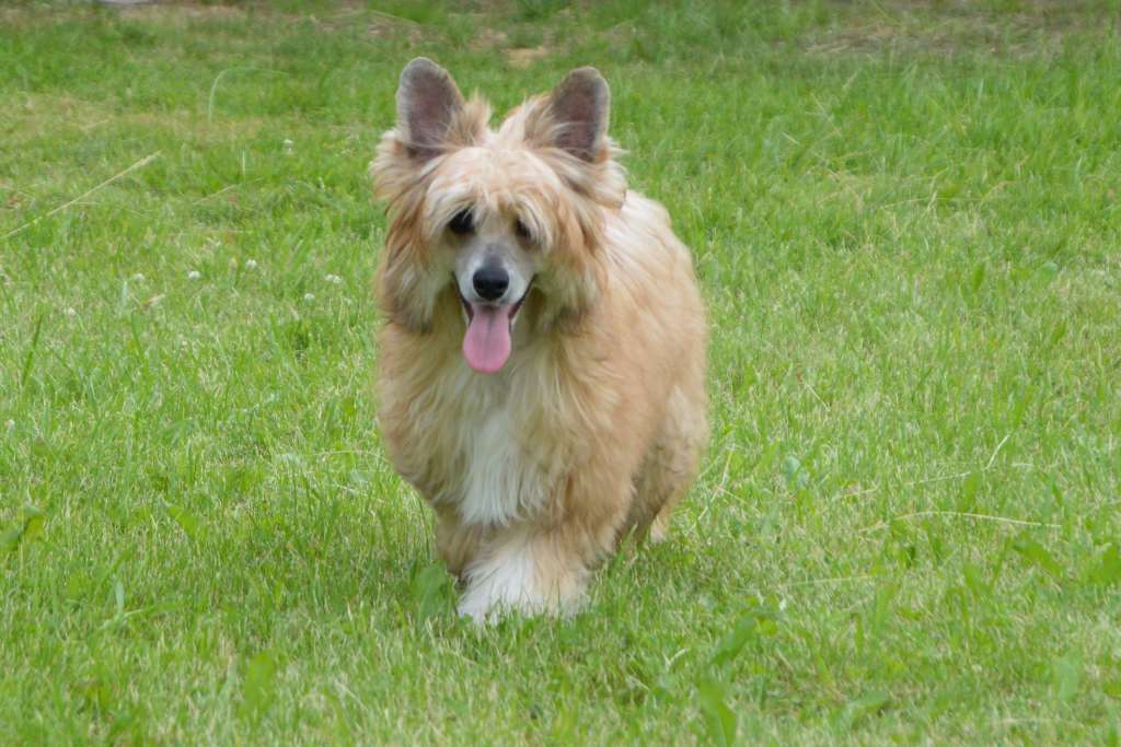 Star Show Bon Ami Extremely Nice Guy