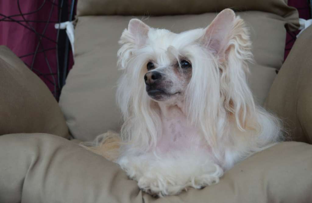 Star Show Bon Ami  Eden Flower