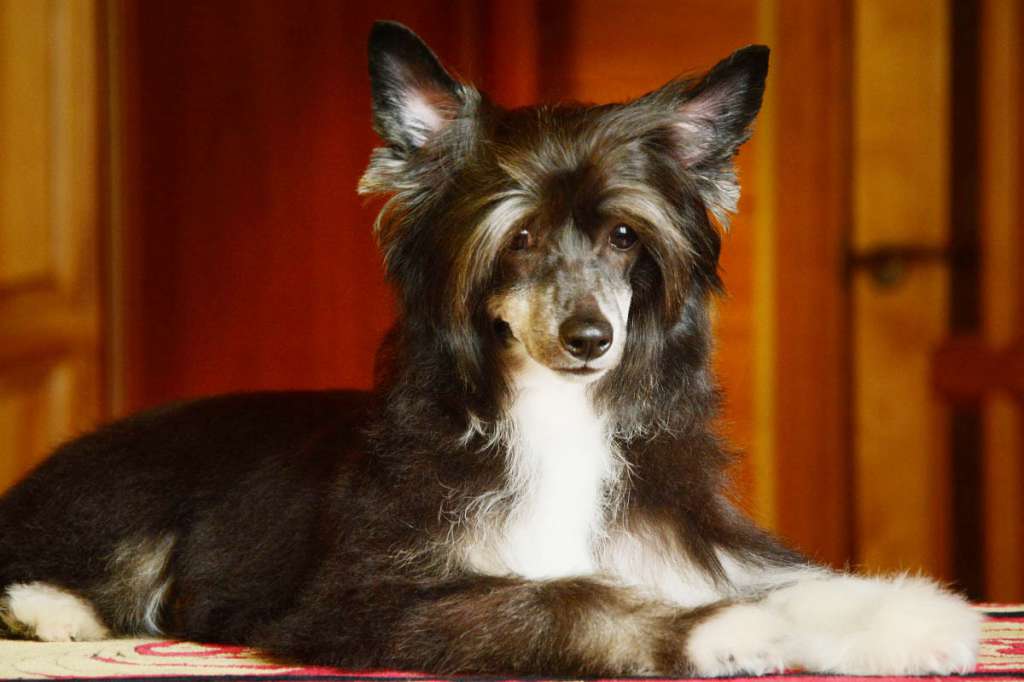 Danika Star Iris Black Perl