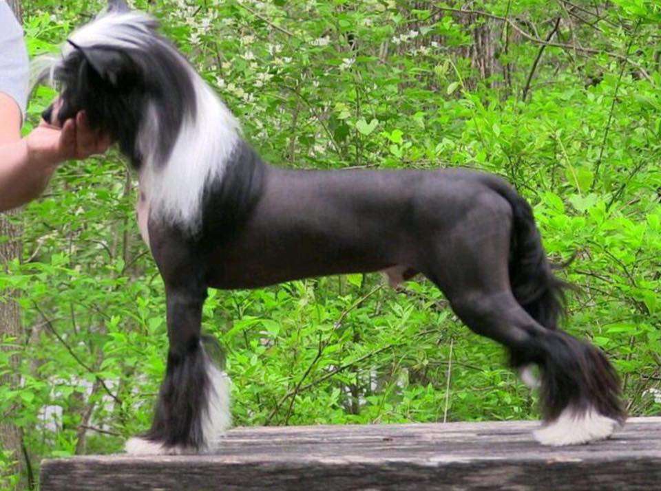 SkyFall's Heroes At Zhen