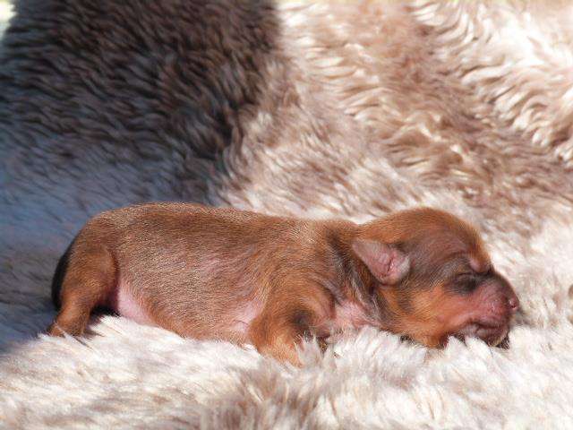 Taï Mandchou's Lady Stark