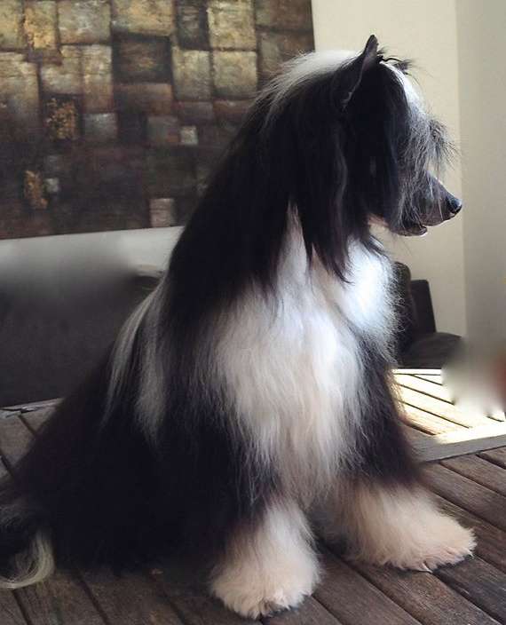 Taï Mandchou's Lumia Mentos