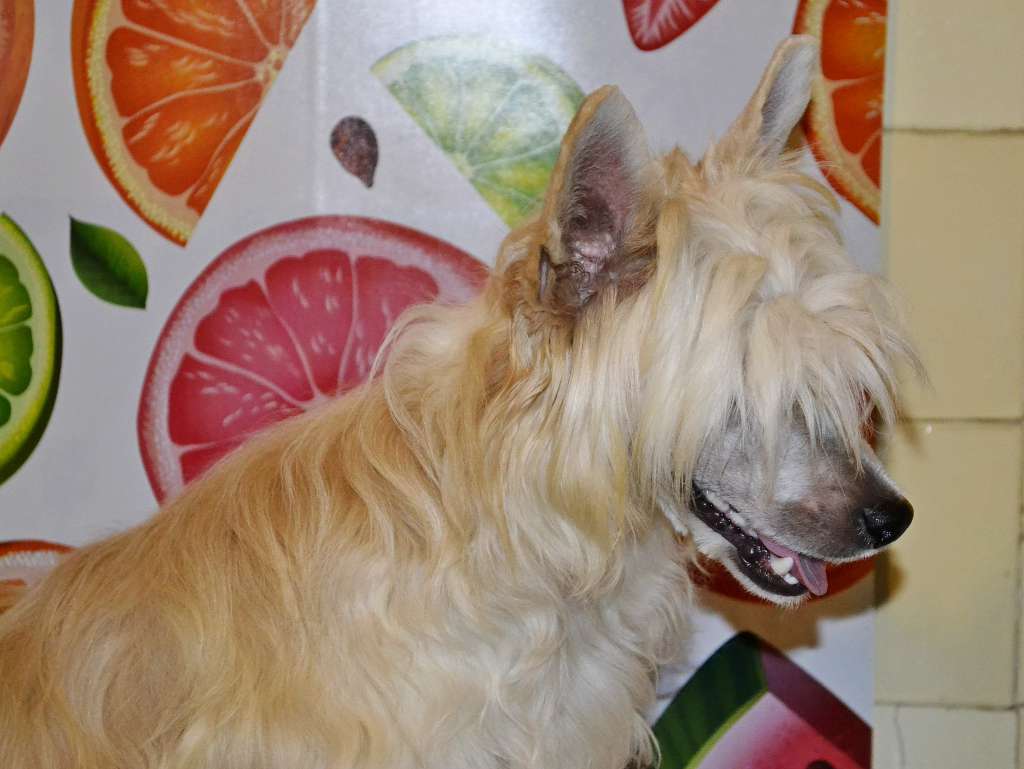 Gelios Littl Kardinal