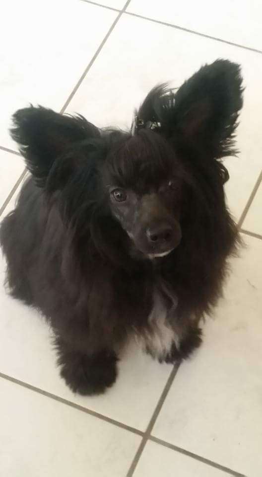 Crazy Cresteds Akamaro