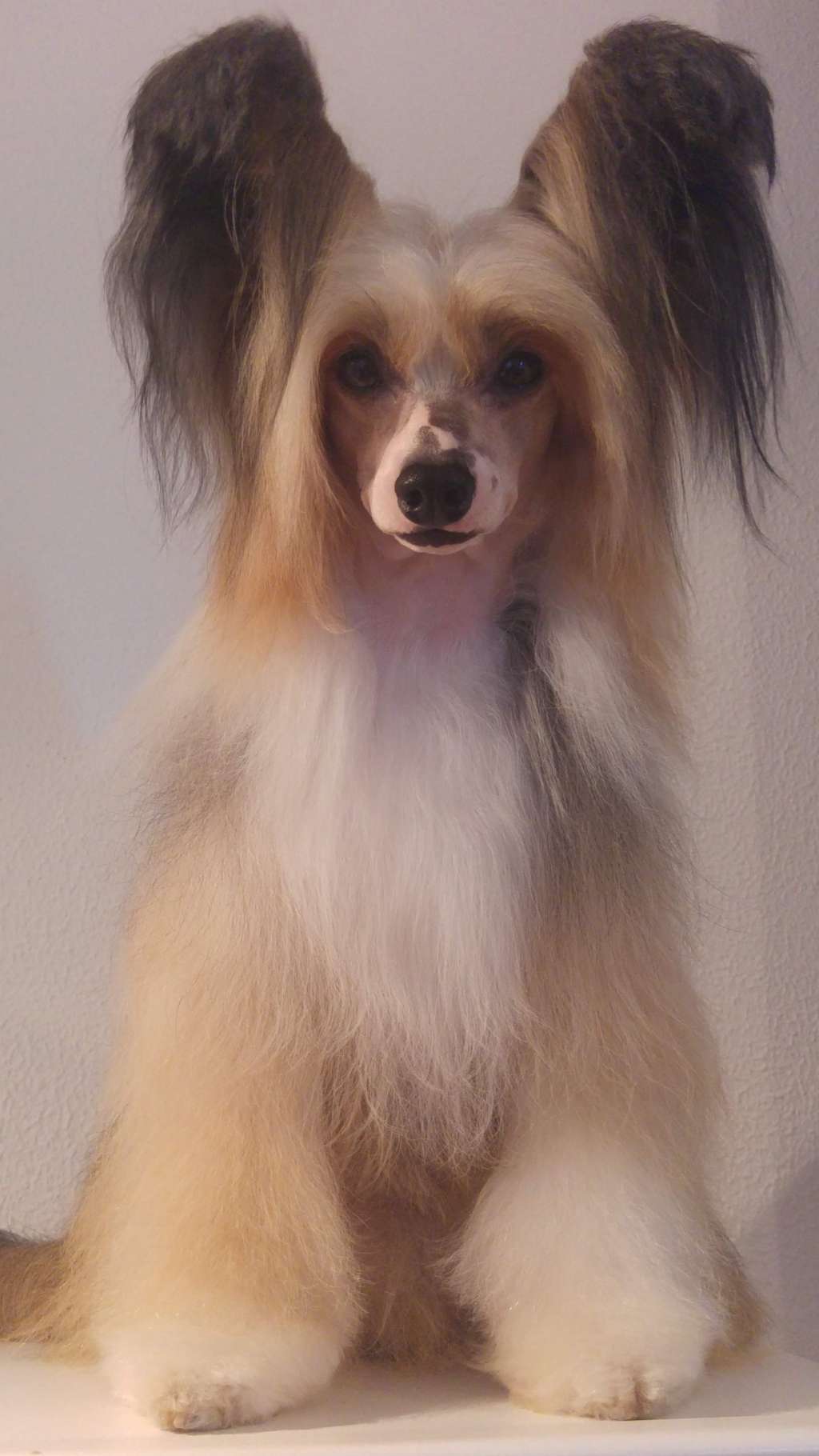 Big Talking Man Della Castafiore