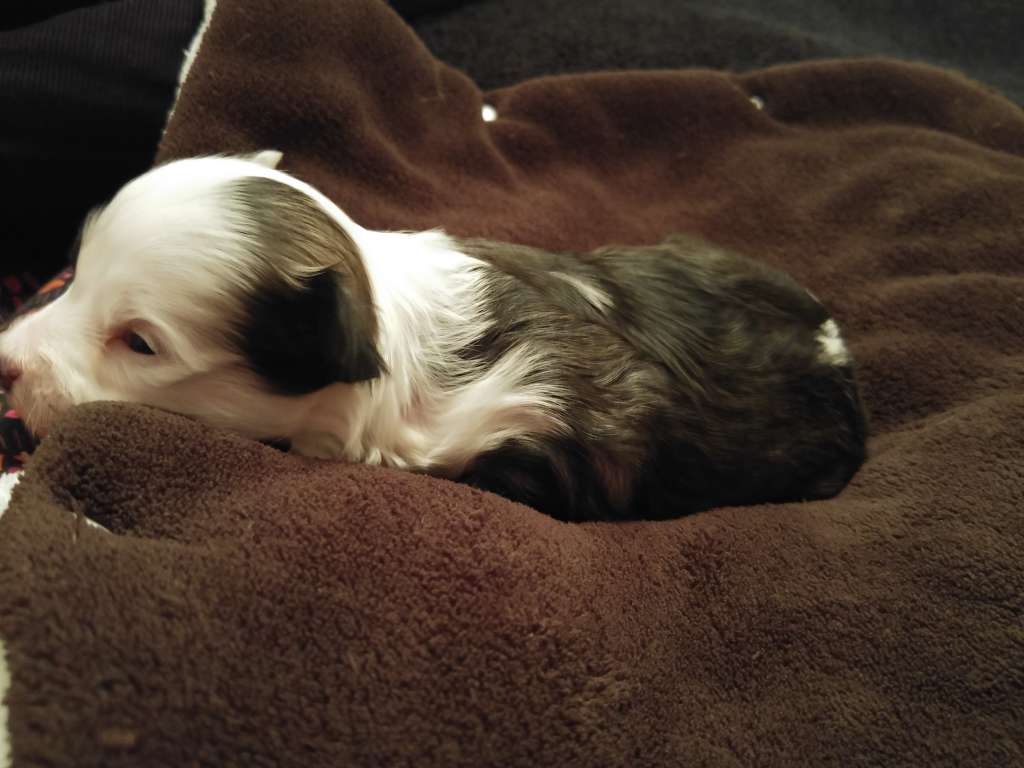 Dancing On A Pony Keg Della Castafiore