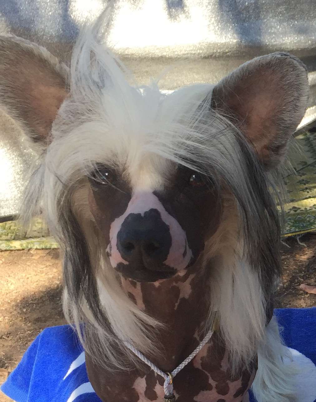 Liliah Song For Someone