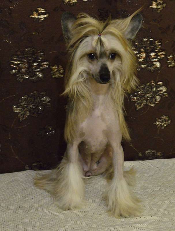 Majestic Fire by Oro Antenati