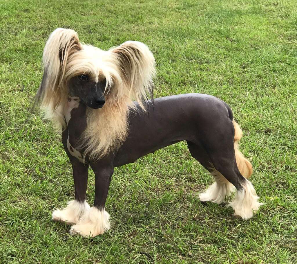 CH Harriet Take Me Away to Kojiki JW