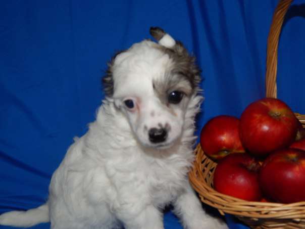 Nefritovyi  Budda Flora-Florentina