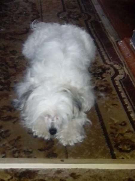 KROSHKA Milani Missouri