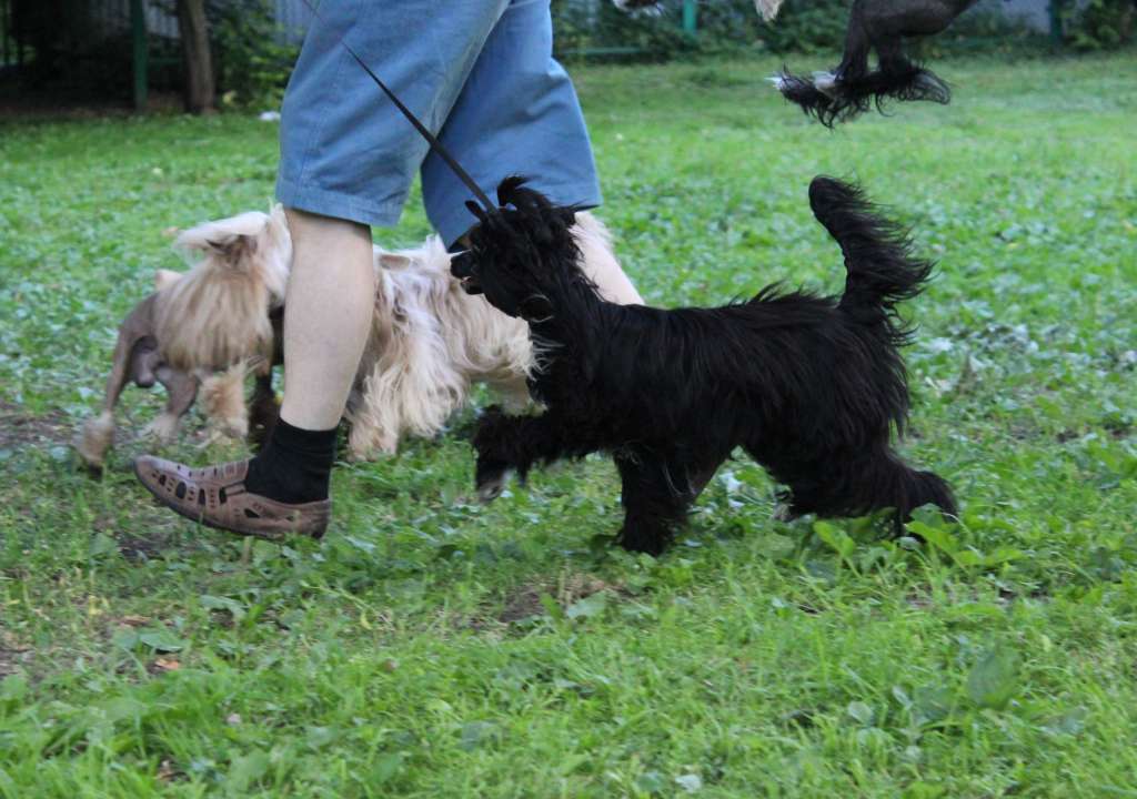 Nefritovyi Budda Talisman- good luck