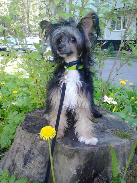 Nefritovyi Budda Tessa princess