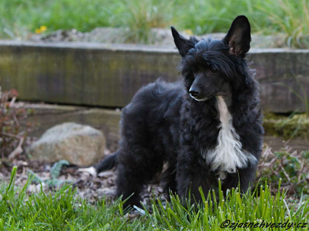 Moon Rider z Jasne hvezdy