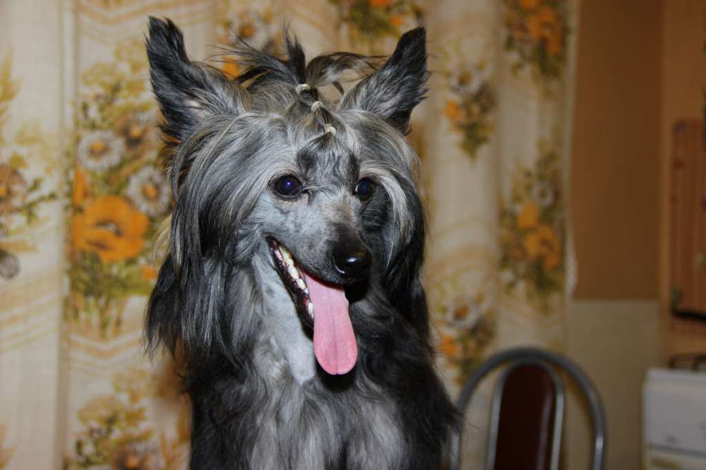 Moonlight Fantazy Arabeska